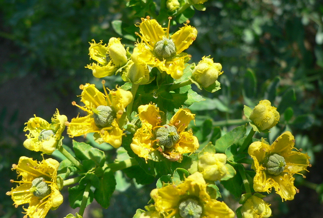 معرفی و راهنمای پرورش گیاهان زینتی - سداب